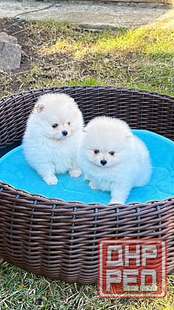 Мальчики Померанский Шпиц Донецк - изображение 3