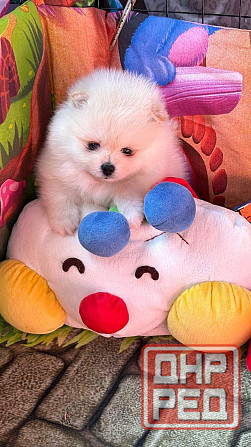 Мальчики Померанский Шпиц Донецк - изображение 5