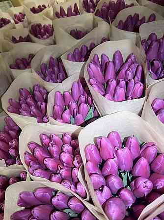 Тюльпаны Донецк Донецк