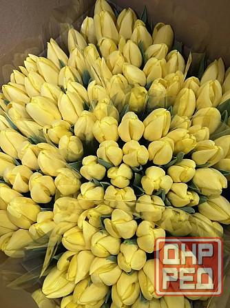 Тюльпаны Донецк Донецк - изображение 3