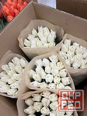 Тюльпаны Донецк Донецк - изображение 1