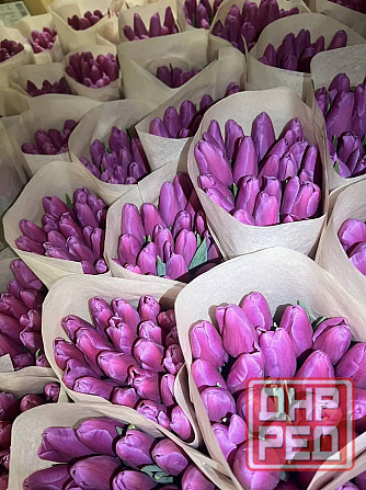 Тюльпаны Донецк Донецк - изображение 2