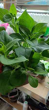 Цветы Донецк