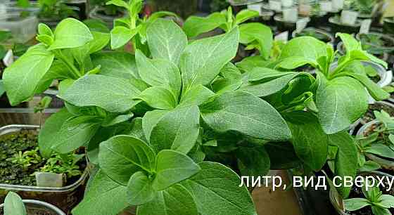 Цветы Донецк