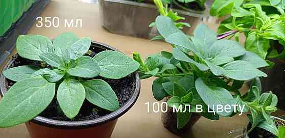 Цветы Донецк