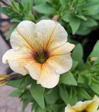 Цветы Донецк