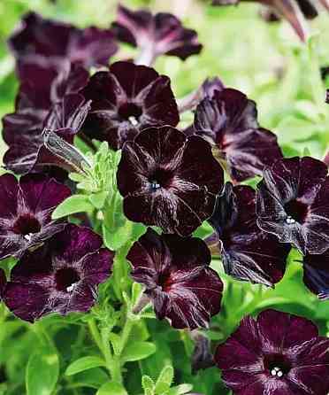 Цветы Донецк