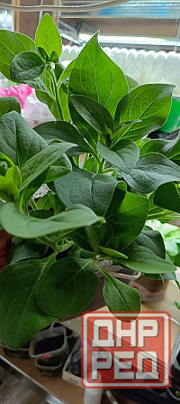 Цветы Донецк - изображение 5