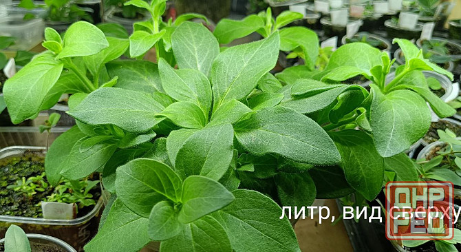 Цветы Донецк - изображение 3