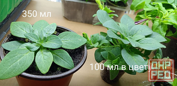 Цветы Донецк - изображение 2