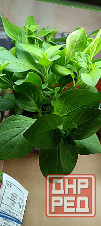 Цветы Донецк - изображение 6