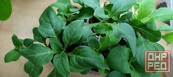 Цветы Донецк - изображение 8