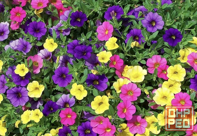 Цветы Донецк - изображение 7