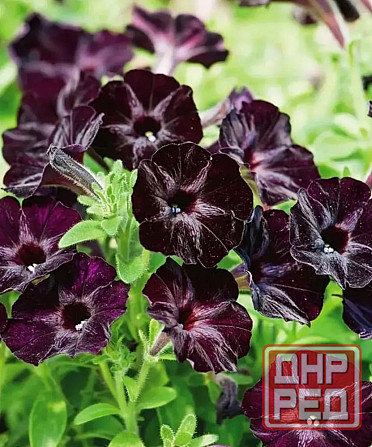 Цветы Донецк - изображение 4