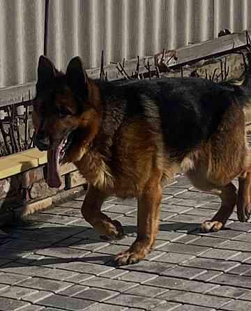 Вязка немецкой овчарки кобель, Донецк Донецк