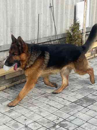 Вязка немецкой овчарки кобель, Донецк Донецк