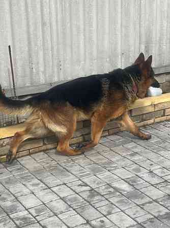 Вязка немецкой овчарки кобель, Донецк Донецк