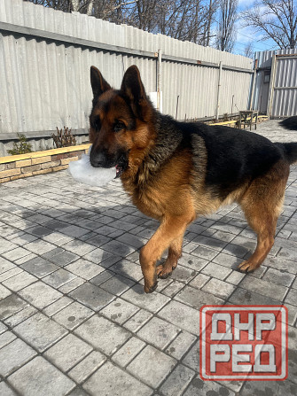 Вязка немецкой овчарки кобель, Донецк Донецк - изображение 1