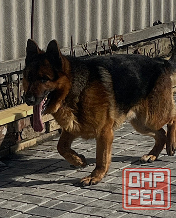 Вязка немецкой овчарки кобель, Донецк Донецк - изображение 4