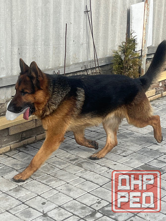 Вязка немецкой овчарки кобель, Донецк Донецк - изображение 2