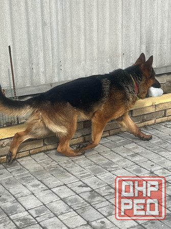 Вязка немецкой овчарки кобель, Донецк Донецк - изображение 3