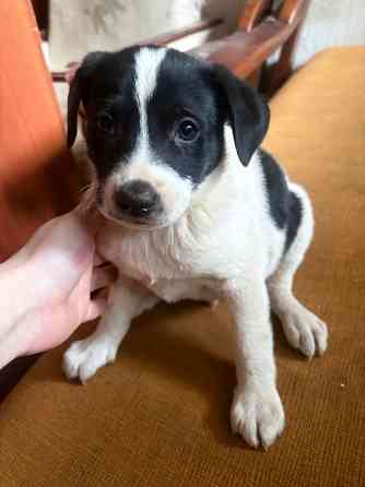 Ищу семью Донецк