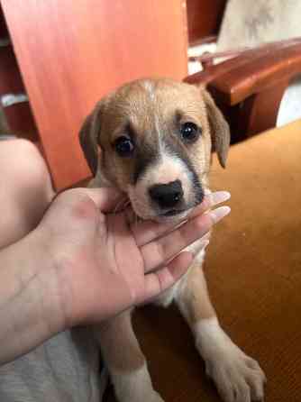 Ищу семью Донецк