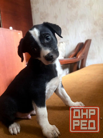 Ищу семью Донецк - изображение 1