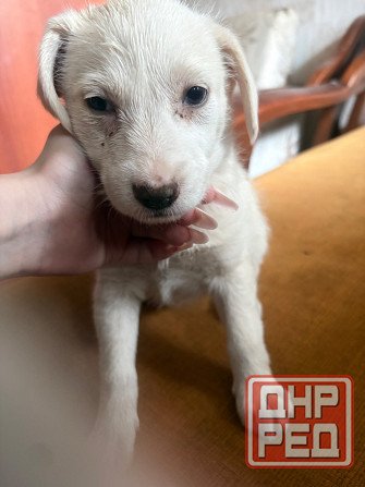 Ищу семью Донецк - изображение 5