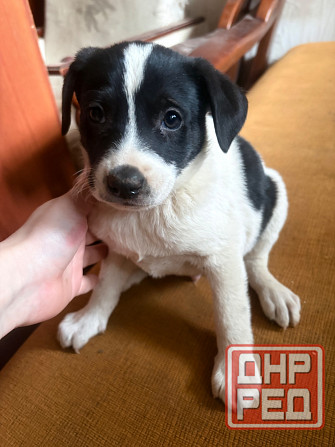 Ищу семью Донецк - изображение 2