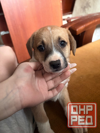 Ищу семью Донецк - изображение 4