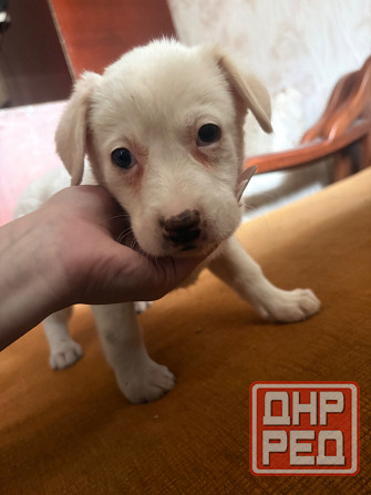 Ищу семью Донецк - изображение 6