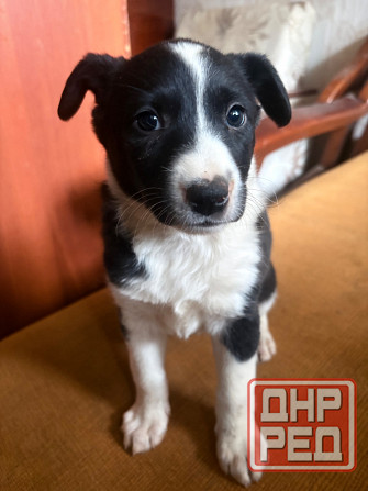 Ищу семью Донецк - изображение 3