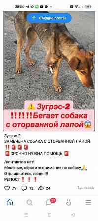 помогите собаке, зугрес 2 и ближайшие города Горловка