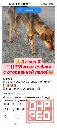 помогите собаке, зугрес 2 и ближайшие города Горловка - изображение 1