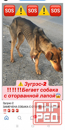 помогите собаке, зугрес 2 и ближайшие города Горловка - изображение 2