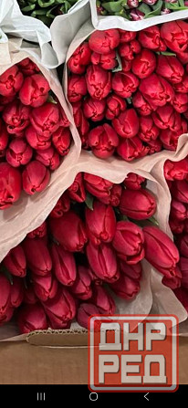 Тюльпаны к 8 марта Харцызск - изображение 1