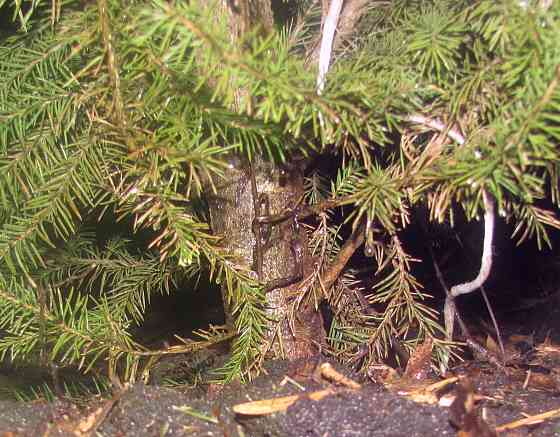 Как говорится от нашего "Стола" Донецк