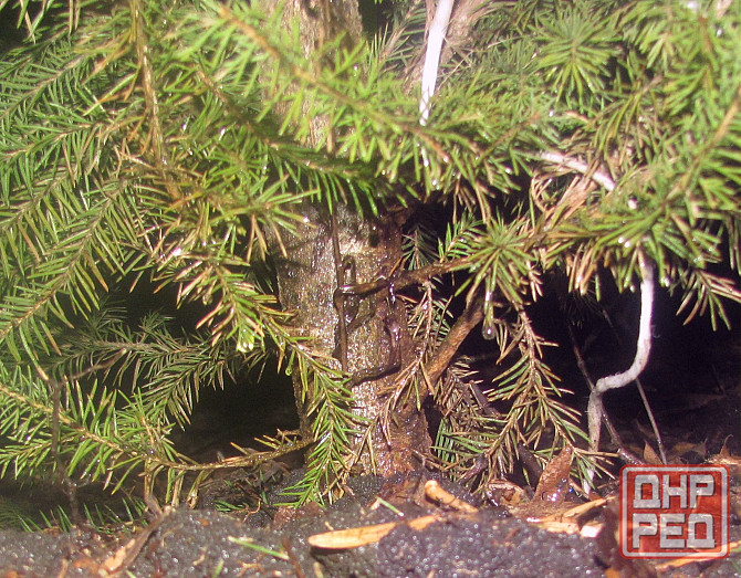 Как говорится от нашего "Стола" Донецк - изображение 1