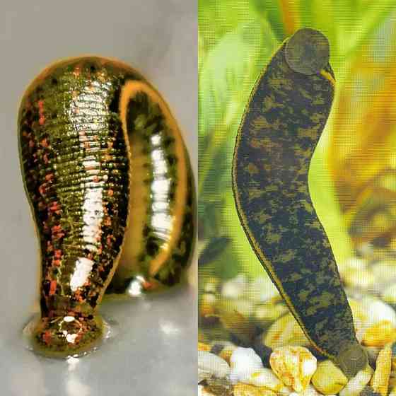 Пиявка аптекарская ,восточная Луганск