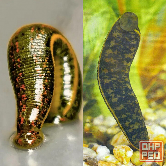 Пиявка аптекарская ,восточная Луганск - изображение 1