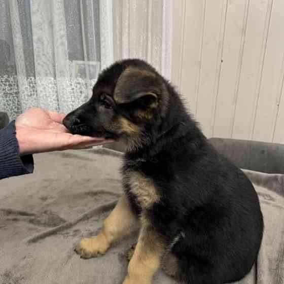 Продам немецких овчарок Макеевка