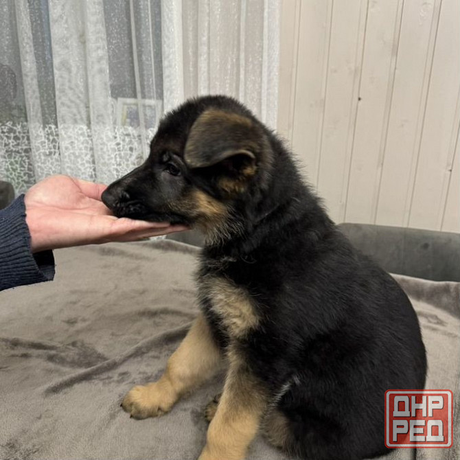 Продам немецких овчарок Макеевка - изображение 1