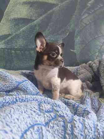 Продам мальчика породы чихуахуа Енакиево