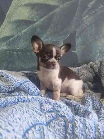 Продам мальчика породы чихуахуа Енакиево