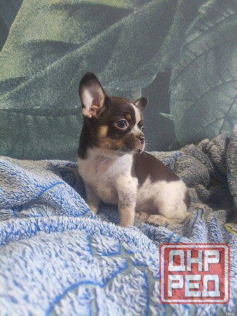 Продам мальчика породы чихуахуа Енакиево - изображение 2