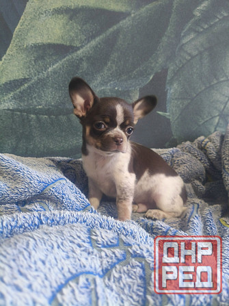 Продам мальчика породы чихуахуа Енакиево - изображение 1