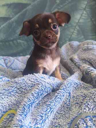 Девочка чихуахуа Енакиево