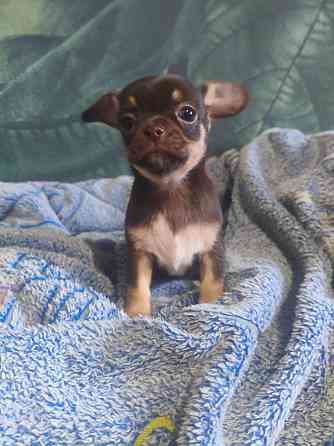 Девочка чихуахуа Енакиево