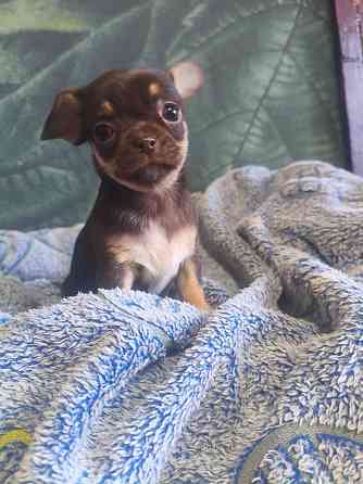 Девочка чихуахуа Енакиево